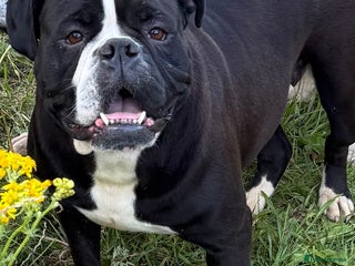 Alapaha Blue Blood Bulldog dogs for sale: ALAPAHA BLUE BLOOD BULLDOGS - Advert 1