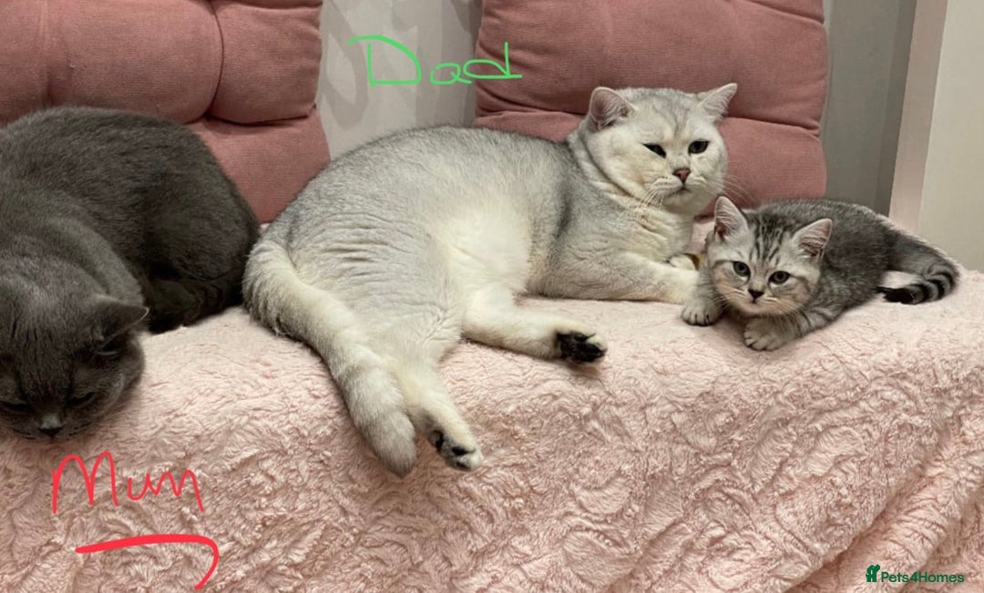 British Shorthair cats for sale: Champion Line Gorgeous BritishShortHair Kittens 🩷 - Image 16