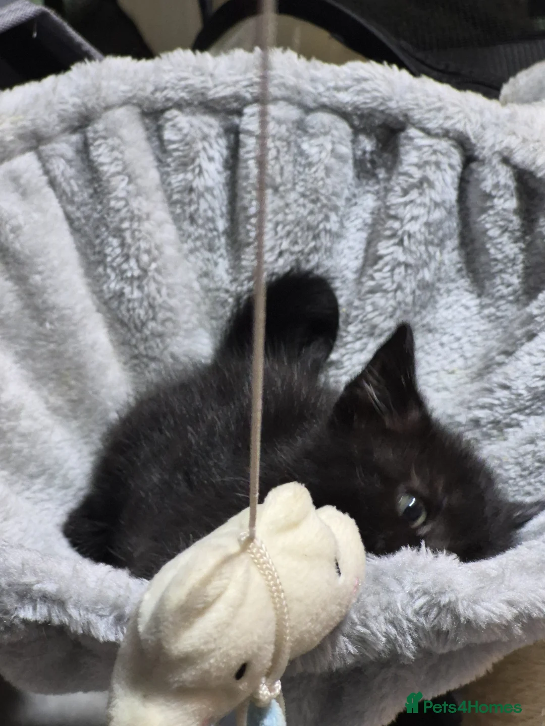Mixed Breed cats for sale: Half ragdoll  in Malpas - Advert 2