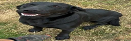 Labrador Retriever dogs for sale: WAITING LIST - KC Reg Labrador 0/0 hip pairing - Advert 1