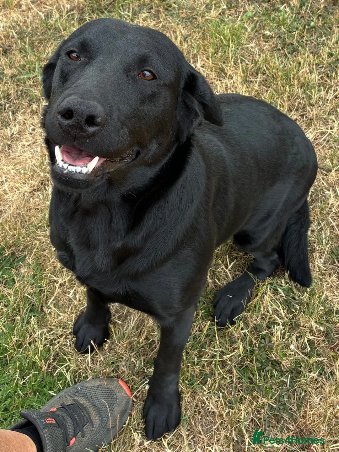 Labrador Retriever dogs for sale: WAITING LIST - KC Reg Labrador 0/0 hip pairing - Advert 1