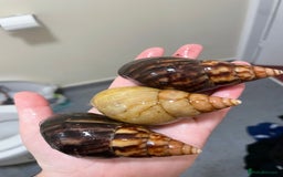Snails invertebrates for sale: semi adult GALS  - Advert 1
