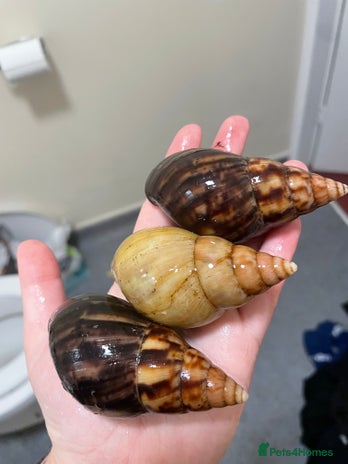 Snails invertebrates semi adult GALS - Advert 1