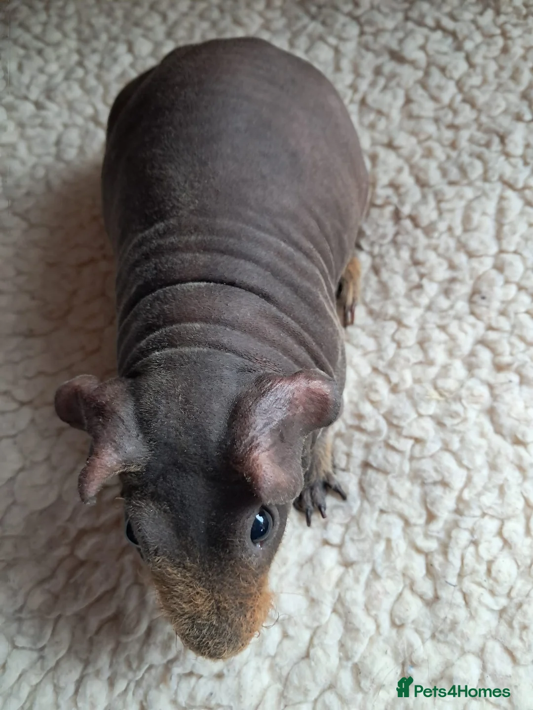 Guinea Pig rodents for sale: BEAUTIFUL SKINNY PIGS - Advert 6