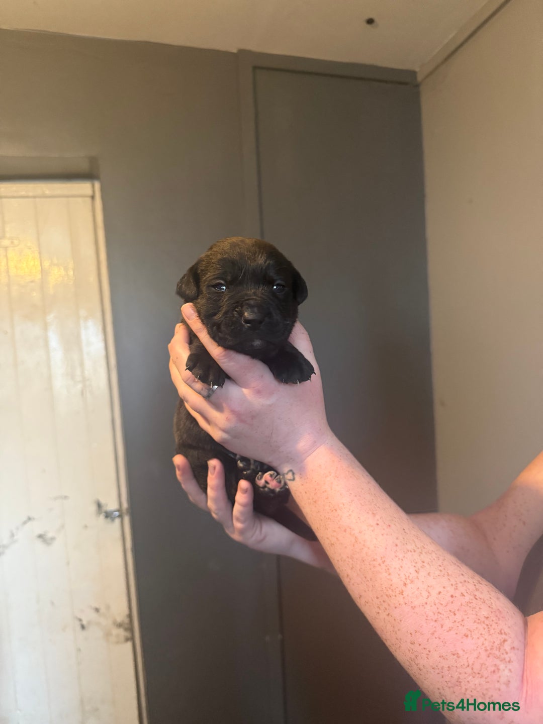 Mixed Breed dogs for sale: Mixed Breed puppies  - Advert 8