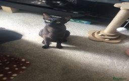 Burmese cats for sale: Beautiful blue Burmese kittens  - Image 5