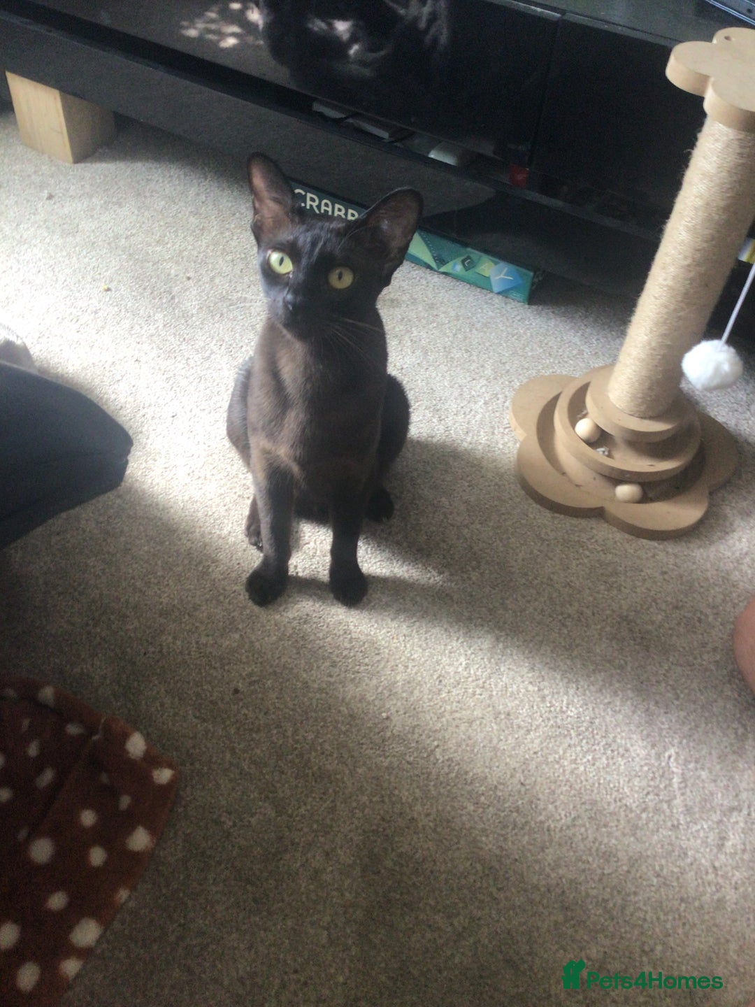 Burmese cats for sale: Beautiful blue Burmese kittens  - Image 5
