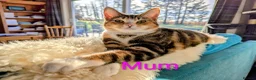 Mixed Breed cats for sale: Gorgeous Tabby Kittens for sale Ready June 17 - Advert 2