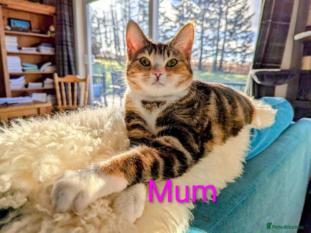 Mixed Breed cats for sale: Gorgeous Tabby Kittens for sale Ready June 17 - Advert 2