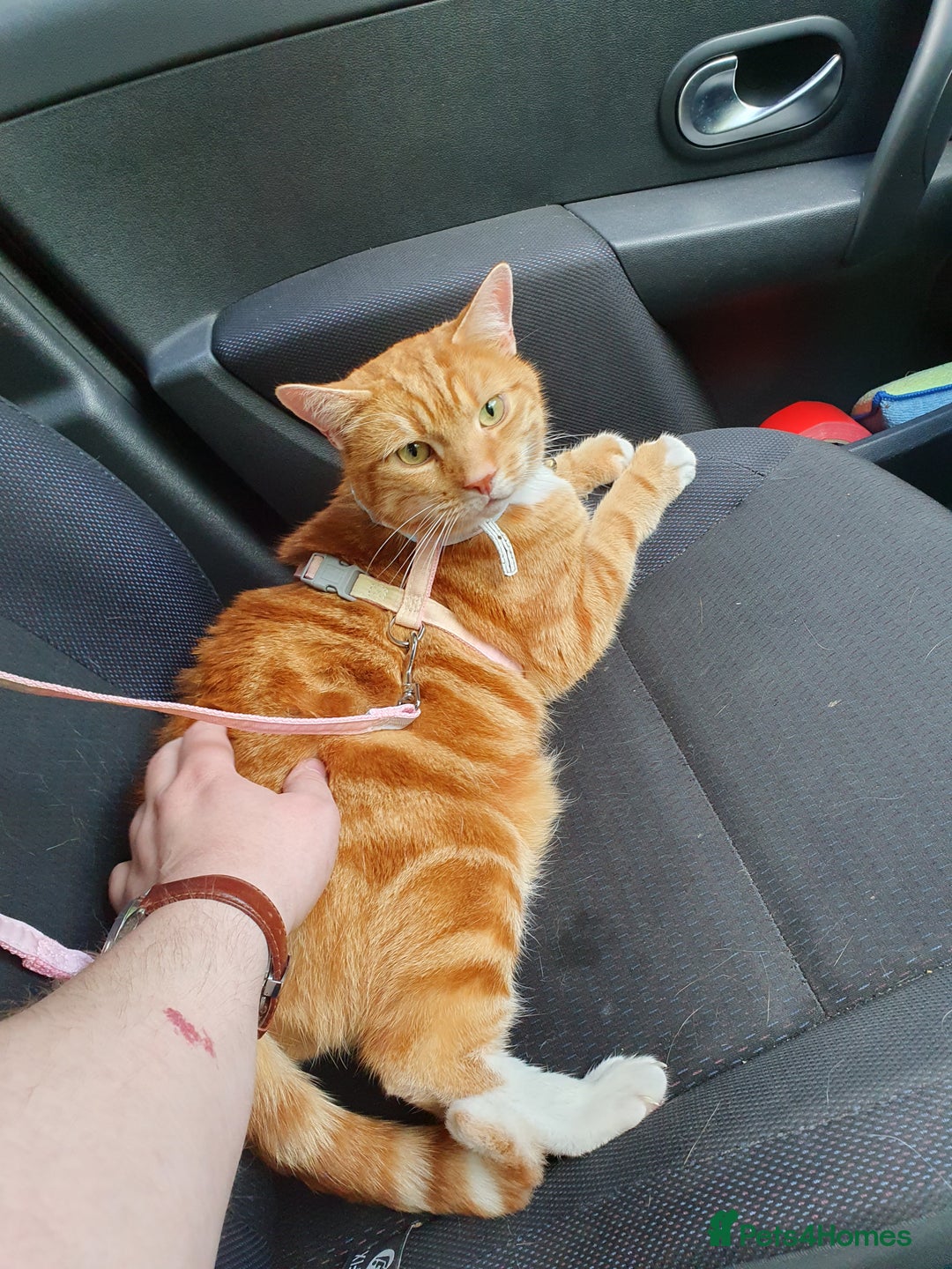 Mixed Breed cats for sale: Jeffy - Image 2