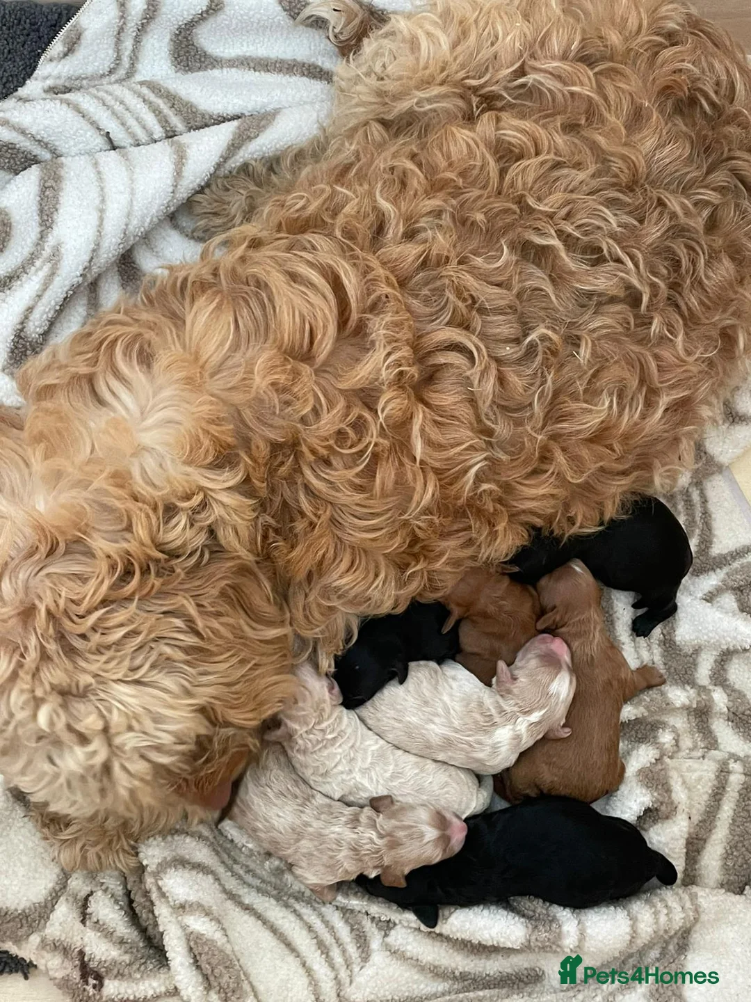 Toy Poodle dogs for stud: 🏆PROVEN🏆sable miniature poodle health tested in Havant - Advert 40