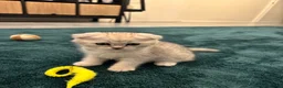 Scottish Fold cats for sale: Snow spot Scottish fold kittens - Advert 13