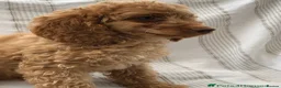 Miniature Poodle dogs for stud: 🐾 Miniature Poodle Stud – E. Sussex 🐾 - Advert 2