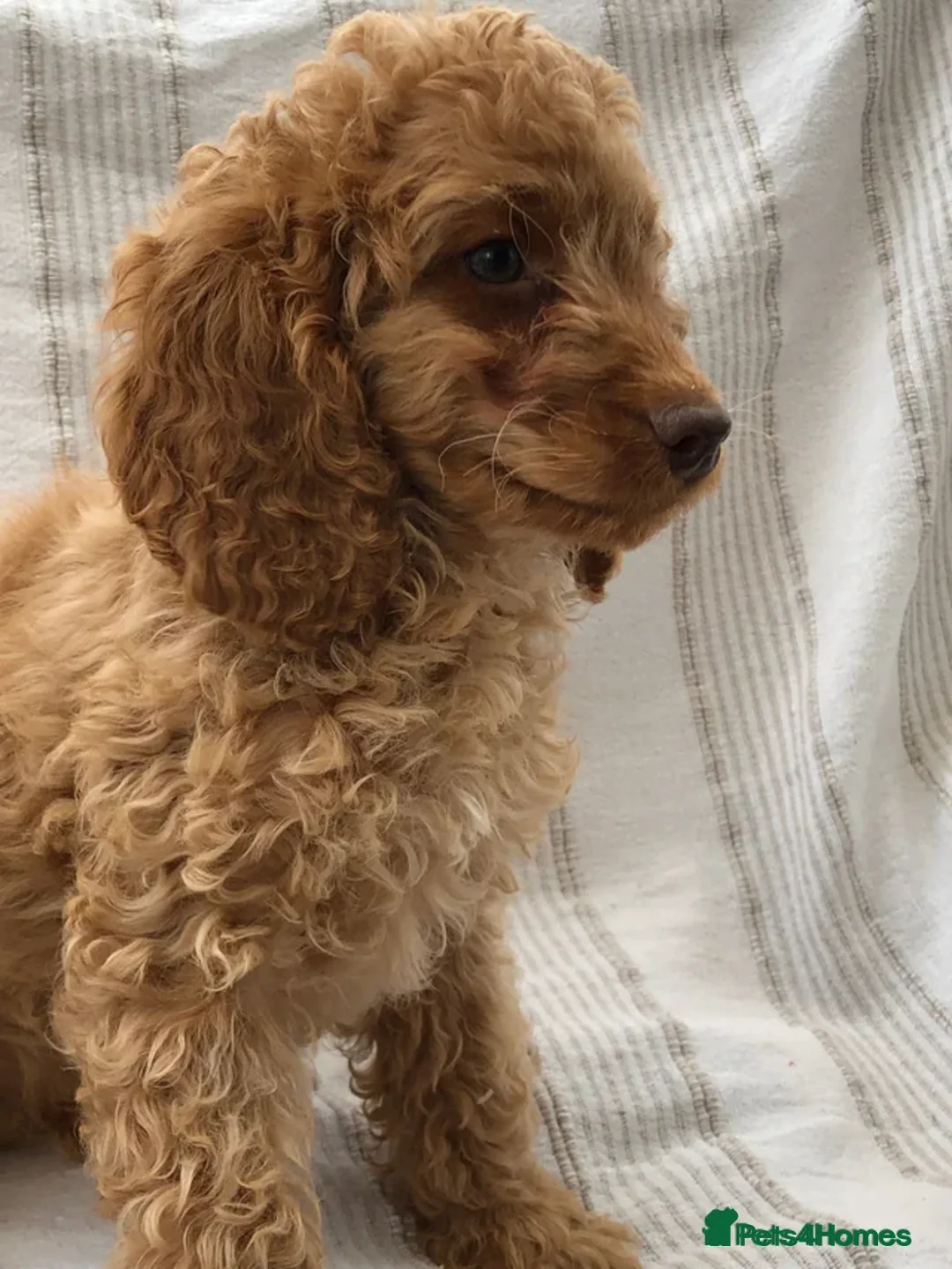 Miniature Poodle dogs for stud: 🐾 Miniature Poodle Stud – E. Sussex 🐾 - Advert 2