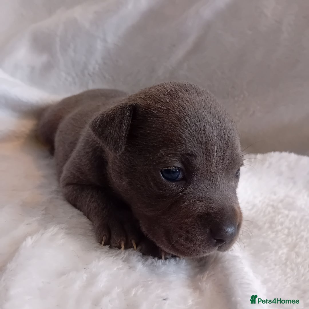 Staffordshire Bull Terrier dogs for sale: Staffordshire bull terrier pups  - Advert 22