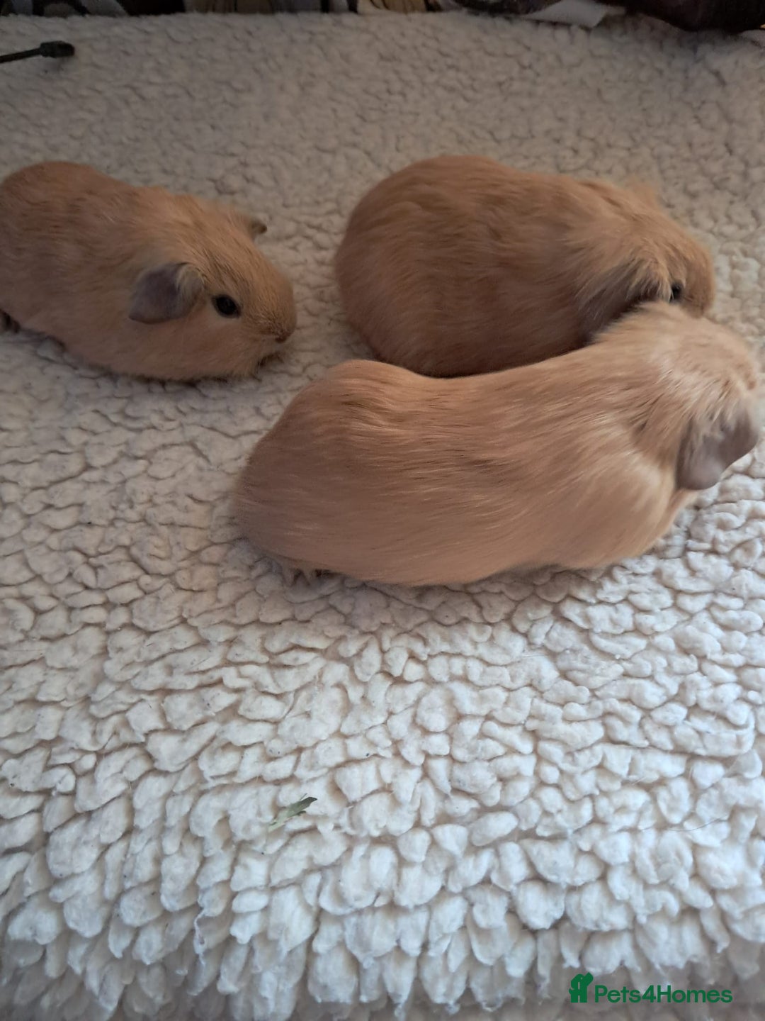 Guinea Pig rodents for sale: BEAUTIFUL PURE BABY CALIFORNIAN - Image 5