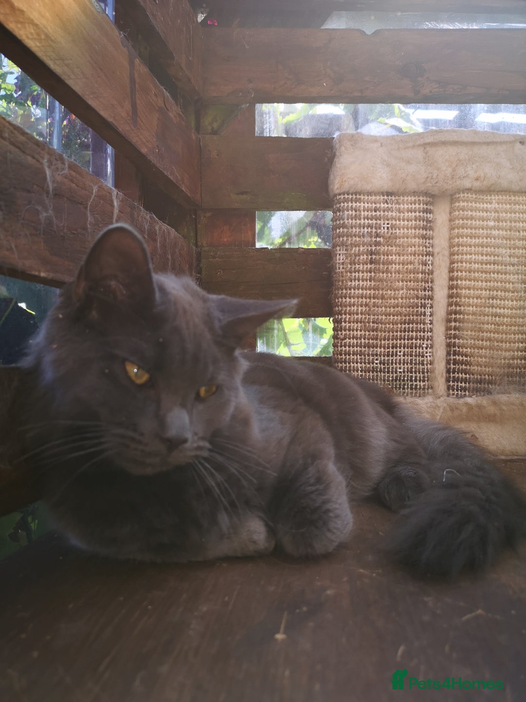 Maine Coon cats for sale: Maicoon mix XL - Image 1