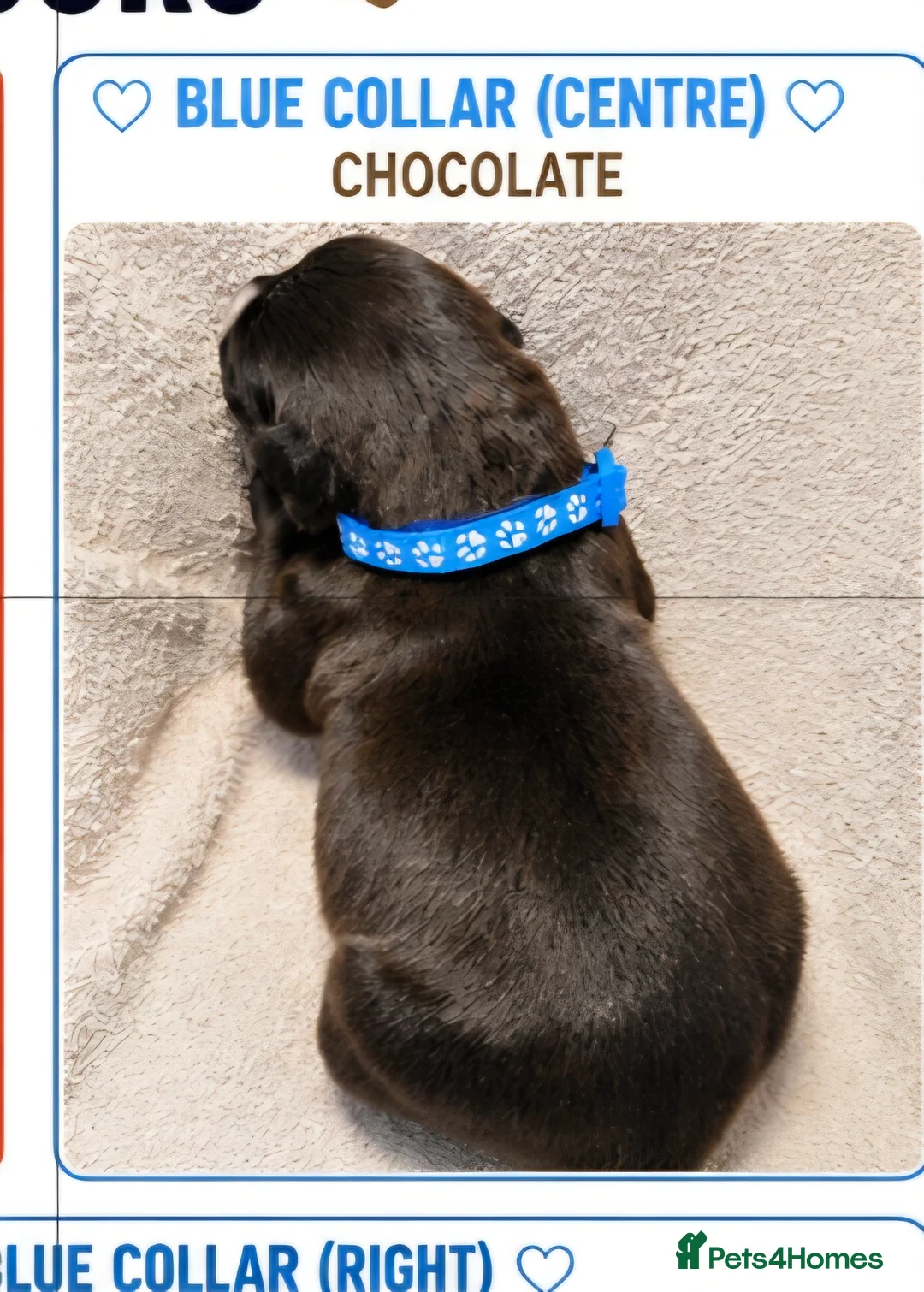 Mixed Breed dogs for sale: Gorgeous Staffador Puppies for Sale  - Advert 12