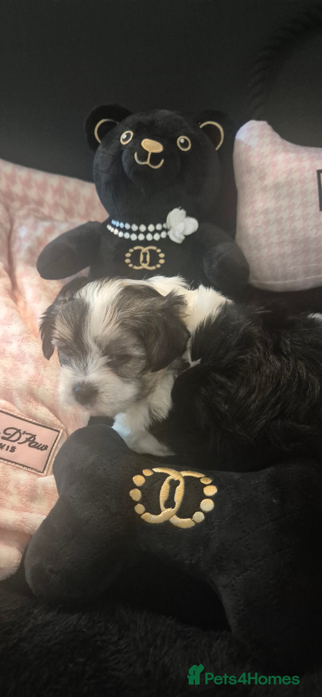 Yorkshire Terrier dogs for sale: Beautiful Biewer Yorkshire terrier puppies  - Advert 25