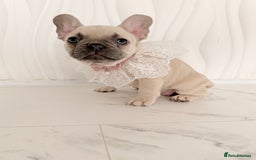 French Bulldog dogs for sale: Stunning platinum and lilac fawn boys and girls - Image 32
