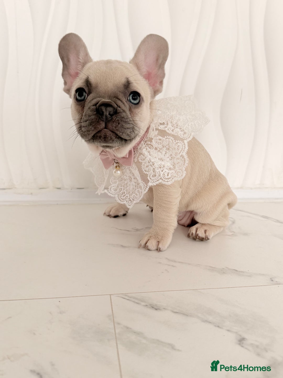 French Bulldog dogs for sale: Stunning platinum and lilac fawn boys and girls - Image 32