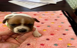 Jack Russell dogs for sale: Quality Smooth Coated Short Legged JRT's - Image 6