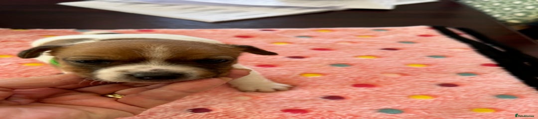 Jack Russell Puppy 2