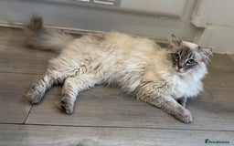 Ragdoll cats for sale: OUTSTANDING Lynx Male Ragdoll GCCF Registered - Image 4