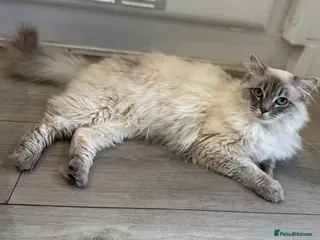 Ragdoll cats OUTSTANDING Lynx Male Ragdoll GCCF Registered - Advert 1