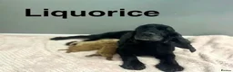 Cockapoo dogs for sale: Stunning f1 cockapoo girls ready now  - Advert 6