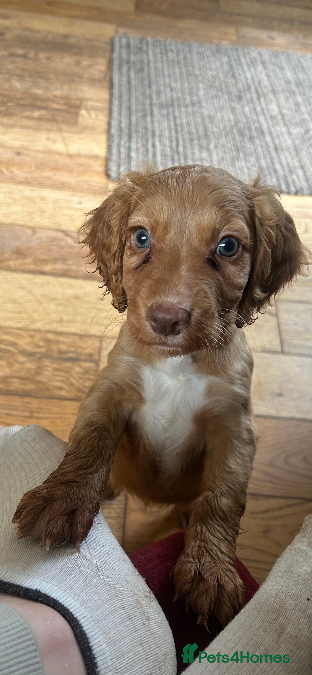 Cocker Spaniel dogs for sale: registered cocker spaniel pup for sale - Image 1