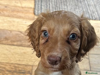 Cocker Spaniel dogs - Advert 14