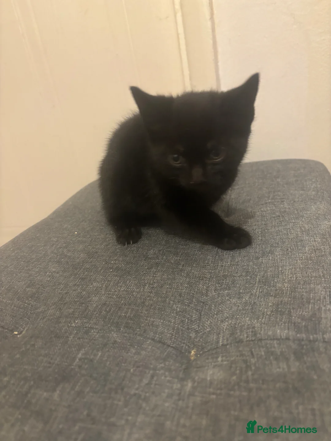 Mixed Breed cats for sale: Beautiful playful kittens  - Advert 6
