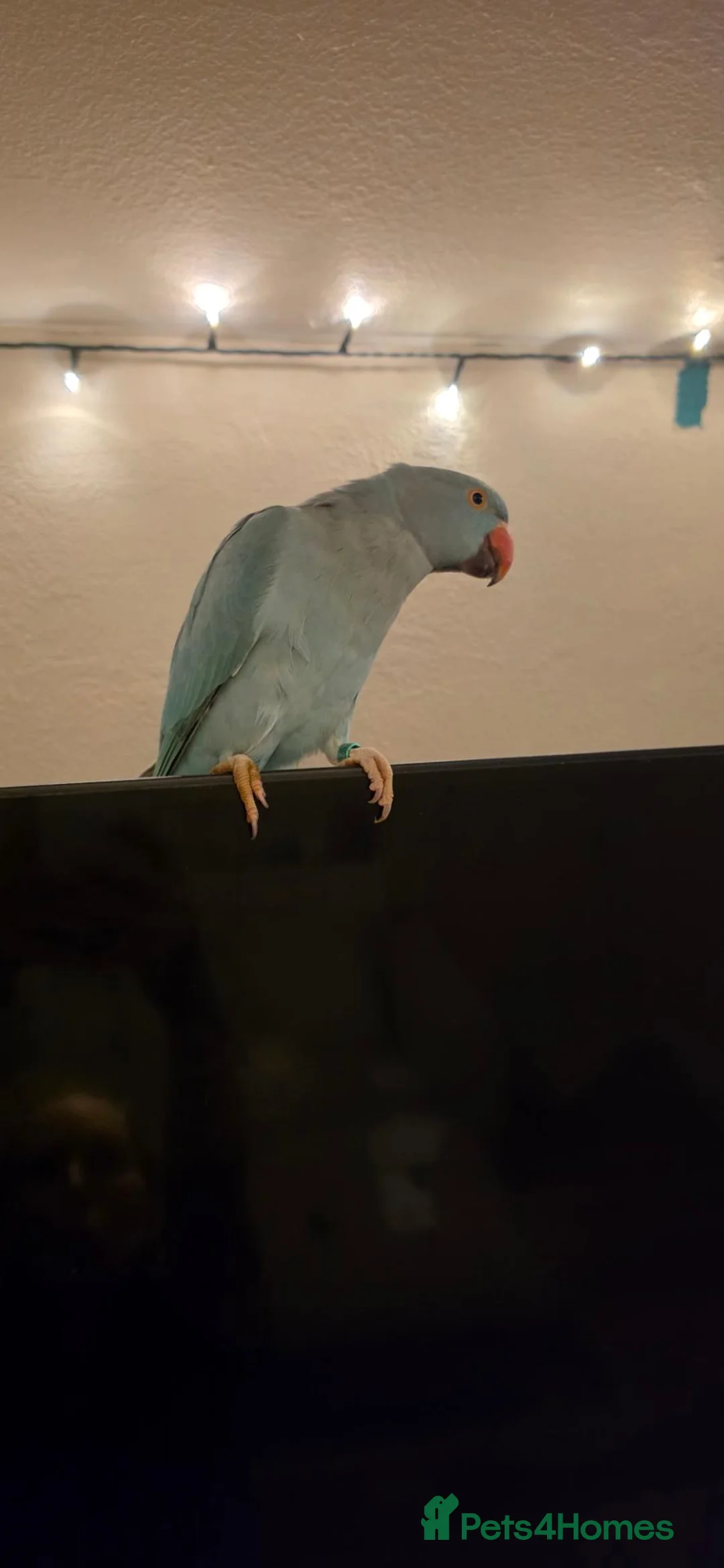 Ringnecks birds for sale: Blue indian ring neck  - Advert 2