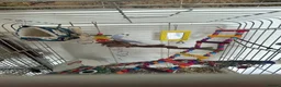 Peafowl poultry for sale: Budgies  - Advert 2