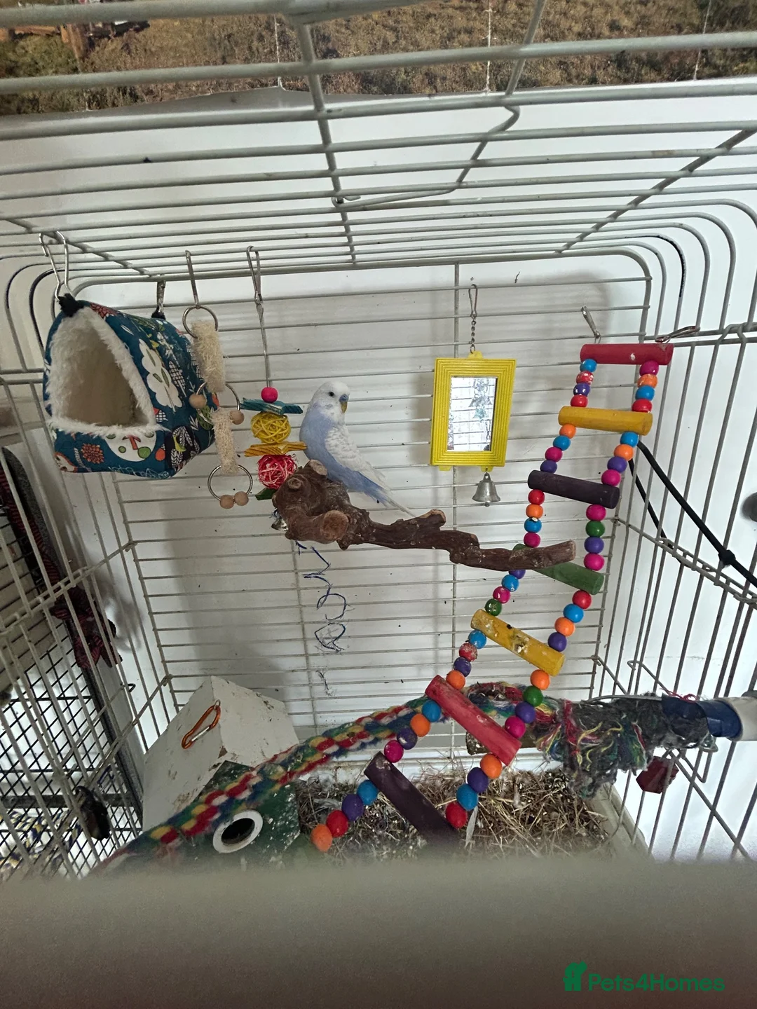 Peafowl poultry for sale: Budgies  - Advert 2