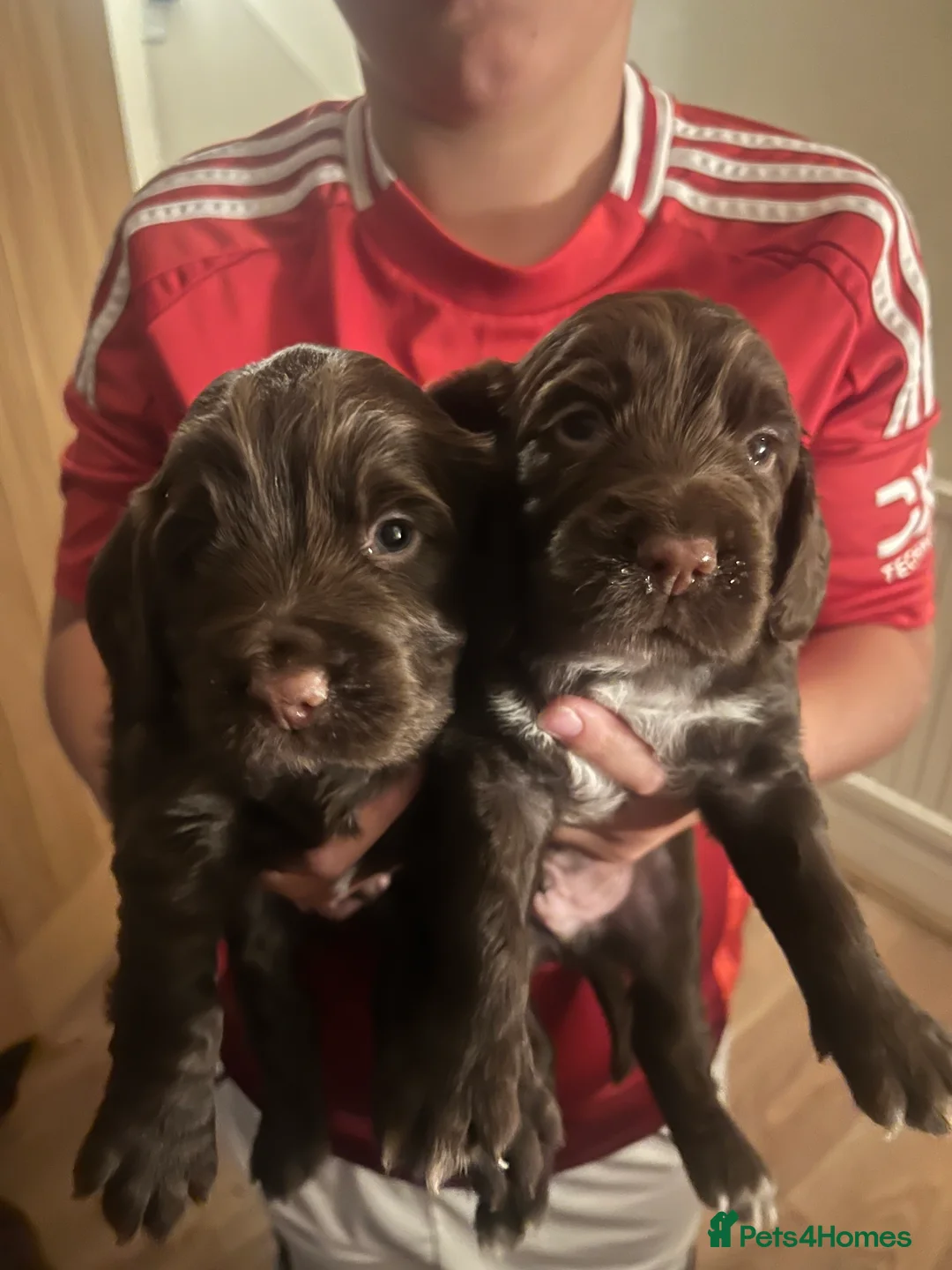 Cocker Spaniel dogs for sale: Chocolate working cocker spaniel puppies  - Advert 18