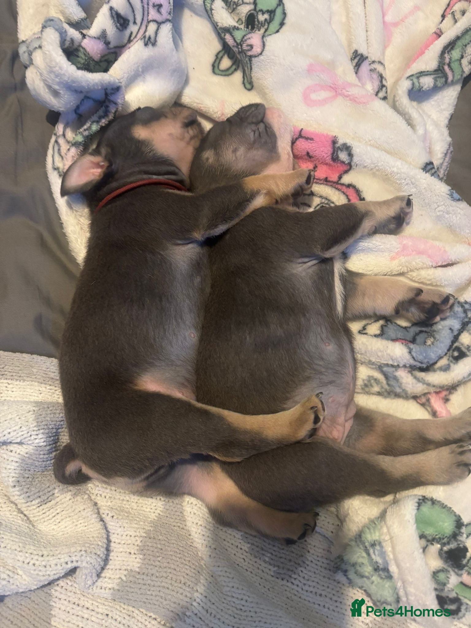 Mixed Breed dogs French X English bulldog puppies - Advert 2