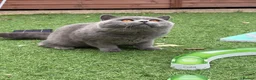 British Shorthair cats for stud: 💙 British Shorthair Blue Stud Service 💙 - Advert 6