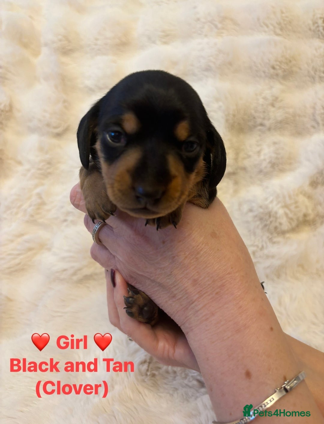 Miniature Dachshund dogs for sale: 🥇KC Registered Miniature Dachshunds Champion Line - Advert 39