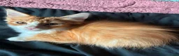 Mixed Breed cats for sale: Pretty mixed litter of kittens. - Advert 5
