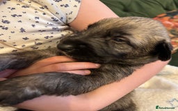 Irish Wolfhound dogs for sale: Stunning litter of Irish Wolfhound puppies - Image 3