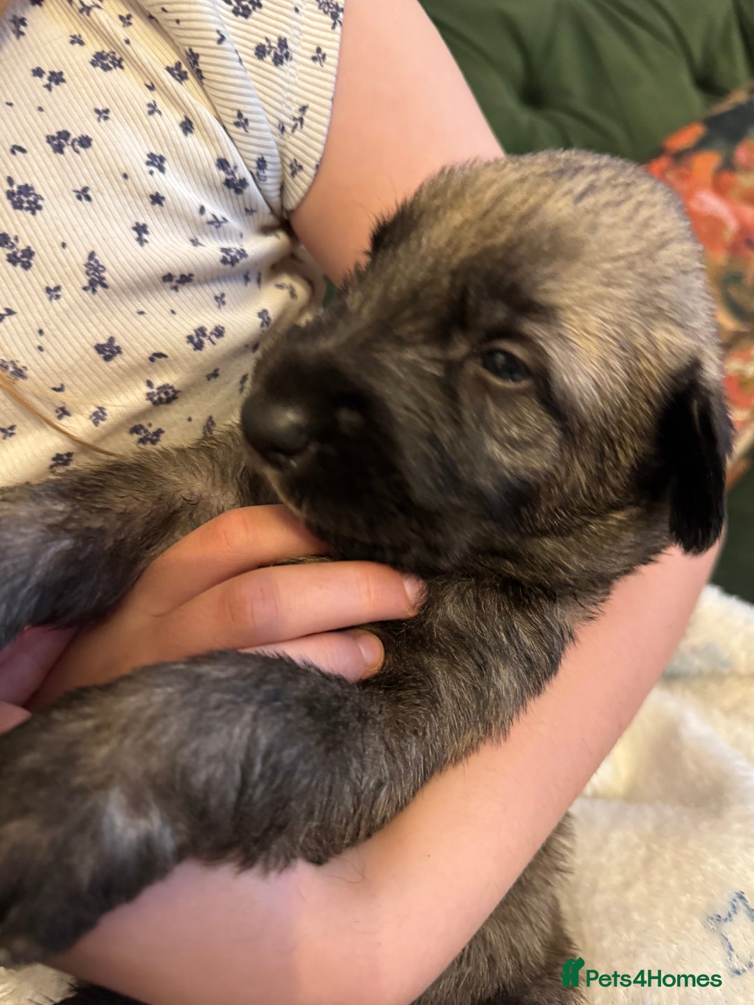Irish Wolfhound dogs for sale: Stunning litter of Irish Wolfhound puppies - Image 3