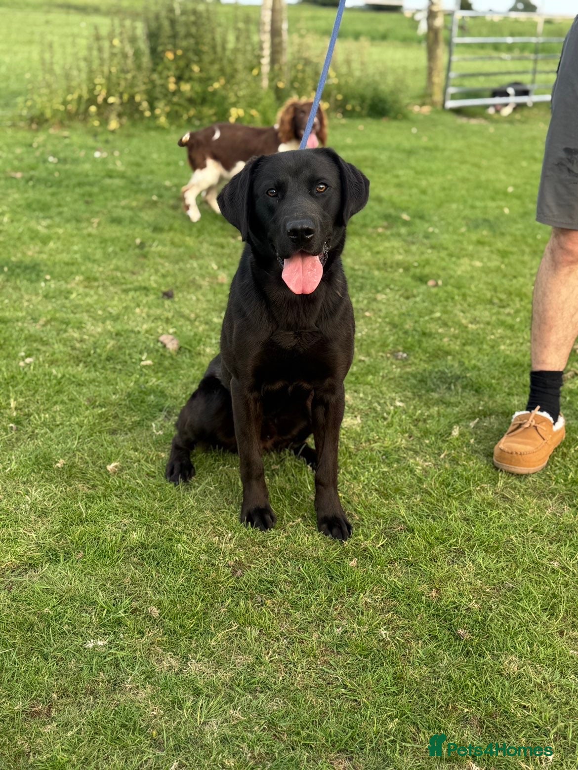 Labrador Retriever dogs Gorgeous male black Labrador  - Advert 3