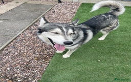 Siberian Husky dogs for stud: PROVEN KC Registered Siberian Husky Stud ONLY in Solihull - Image 18