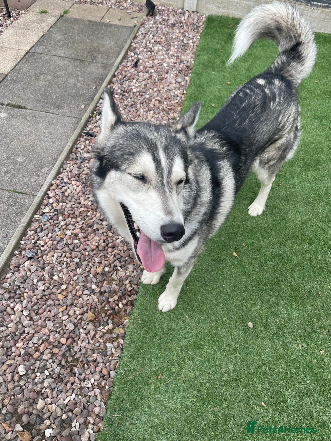 Siberian Husky dogs for stud: PROVEN KC Registered Siberian Husky Stud ONLY in Solihull - Image 18