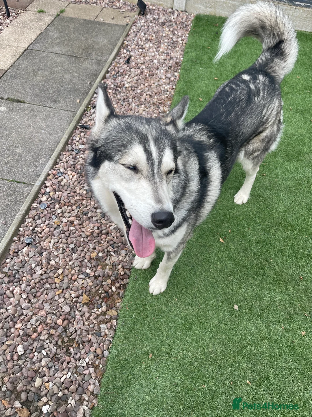 Siberian Husky dogs for stud: PROVEN KC Registered Siberian Husky Stud ONLY in Solihull - Advert 18