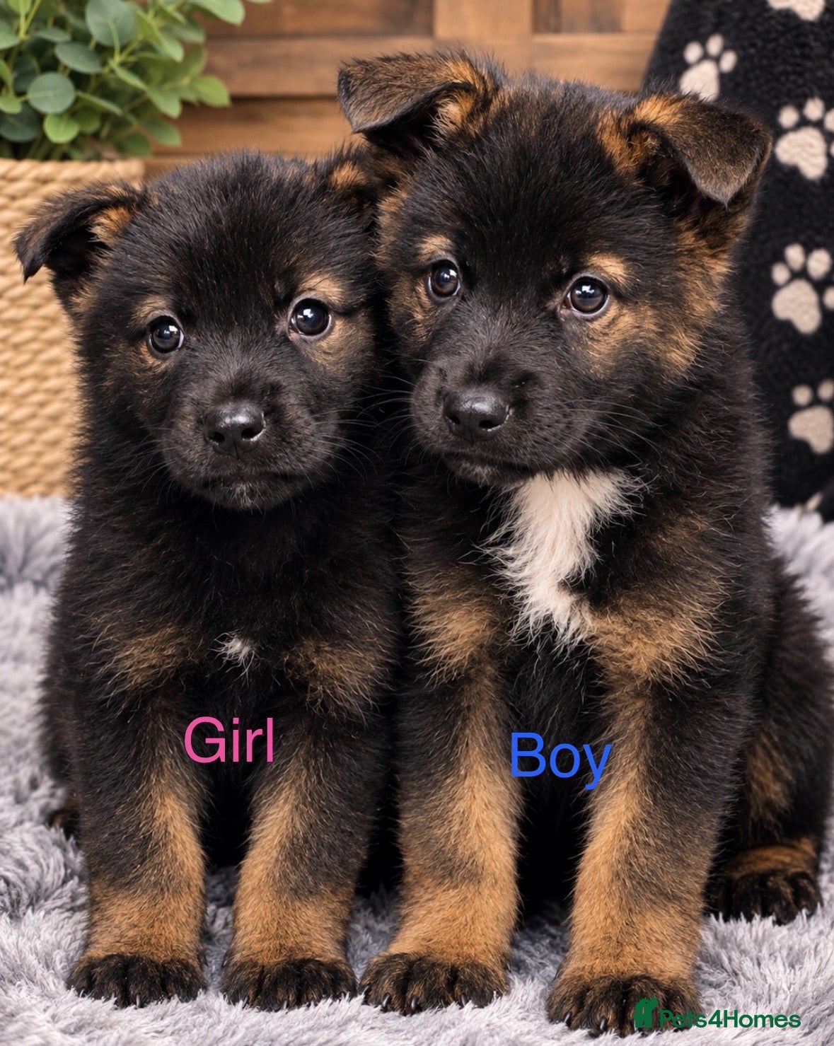 Akita dogs for sale: American Akita puppies - Advert 8