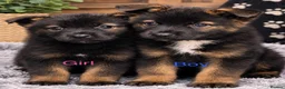 Akita dogs for sale: American Akita puppies - Advert 1