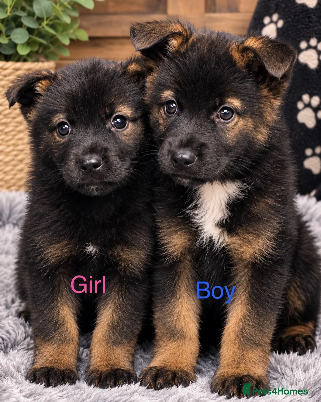 Akita dogs for sale: American Akita puppies - Advert 1